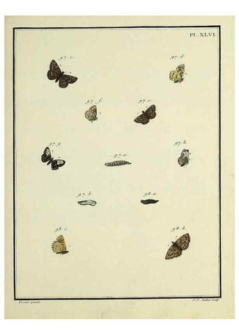 Reproducción/Reproduction 35863471495: Papillons d'Europe, peints d'après nature /. A Paris :Chez P.M. Delaguette, imprimeur-libraire ... ;1779-1792 [i.e. 1793]