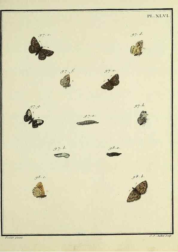 Reproducción/Reproduction 35863471495: Papillons d'Europe, peints d'après nature /. A Paris :Chez P.M. Delaguette, imprimeur-libraire ... ;1779-1792 [i.e. 1793]