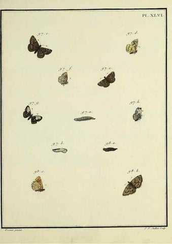 Reproducción/Reproduction 35863471495: Papillons d'Europe, peints d'après nature /. A Paris :Chez P.M. Delaguette, imprimeur-libraire ... ;1779-1792 [i.e. 1793]