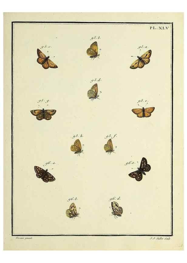 Reproducción/Reproduction 35023655794: Papillons d'Europe, peints d'après nature /. A Paris :Chez P.M. Delaguette, imprimeur-libraire ... ;1779-1792 [i.e. 1793]
