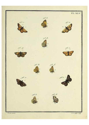 Reproducción/Reproduction 35023655794: Papillons d'Europe, peints d'après nature /. A Paris :Chez P.M. Delaguette, imprimeur-libraire ... ;1779-1792 [i.e. 1793]