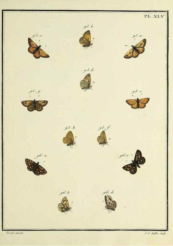 Reproducción/Reproduction 35023655794: Papillons d'Europe, peints d'après nature /. A Paris :Chez P.M. Delaguette, imprimeur-libraire ... ;1779-1792 [i.e. 1793]