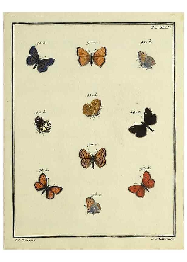 Reproducción/Reproduction 35822825766: Papillons d'Europe, peints d'après nature /. A Paris :Chez P.M. Delaguette, imprimeur-libraire ... ;1779-1792 [i.e. 1793]