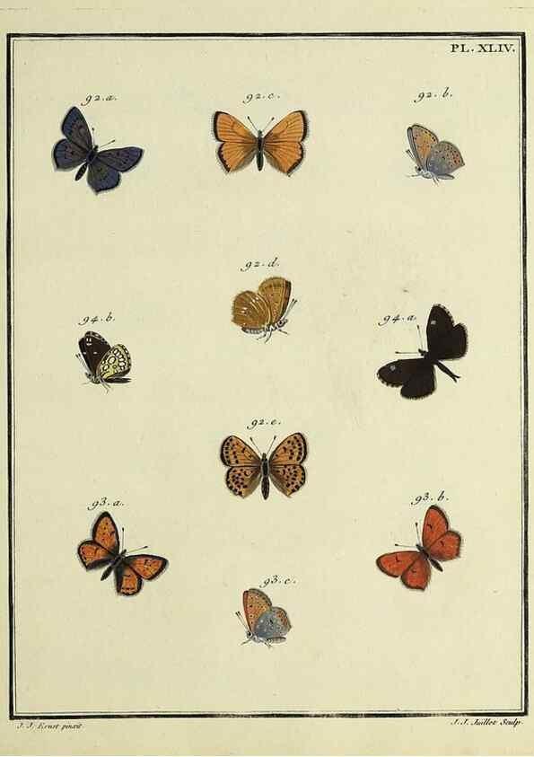 Reproducción/Reproduction 35822825766: Papillons d'Europe, peints d'après nature /. A Paris :Chez P.M. Delaguette, imprimeur-libraire ... ;1779-1792 [i.e. 1793]