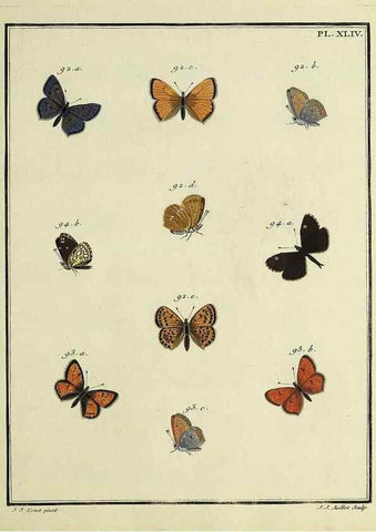 Reproducción/Reproduction 35822825766: Papillons d'Europe, peints d'après nature /. A Paris :Chez P.M. Delaguette, imprimeur-libraire ... ;1779-1792 [i.e. 1793]