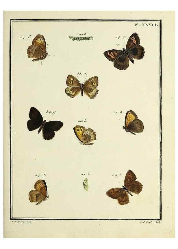 Reproducción/Reproduction 35863432255: Papillons d'Europe, peints d'après nature /. A Paris :Chez P.M. Delaguette, imprimeur-libraire ... ;1779-1792 [i.e. 1793]