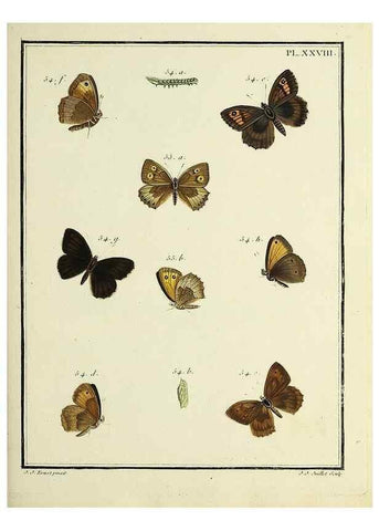 Reproducción/Reproduction 35863432255: Papillons d'Europe, peints d'après nature /. A Paris :Chez P.M. Delaguette, imprimeur-libraire ... ;1779-1792 [i.e. 1793]