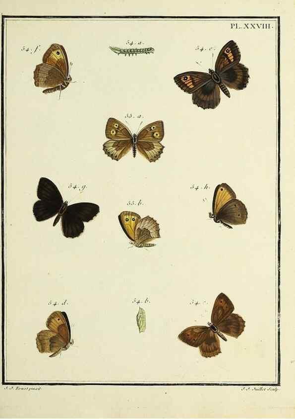 Reproducción/Reproduction 35863432255: Papillons d'Europe, peints d'après nature /. A Paris :Chez P.M. Delaguette, imprimeur-libraire ... ;1779-1792 [i.e. 1793]