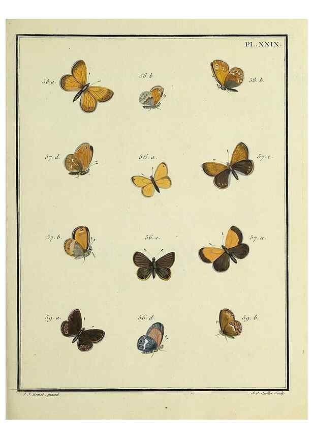 Reproducción/Reproduction 35731705791: Papillons d'Europe, peints d'après nature /. A Paris :Chez P.M. Delaguette, imprimeur-libraire ... ;1779-1792 [i.e. 1793]