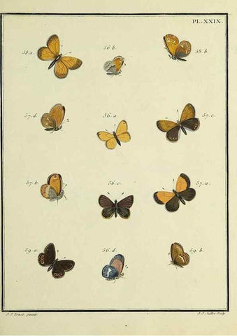 Reproducción/Reproduction 35731705791: Papillons d'Europe, peints d'après nature /. A Paris :Chez P.M. Delaguette, imprimeur-libraire ... ;1779-1792 [i.e. 1793]