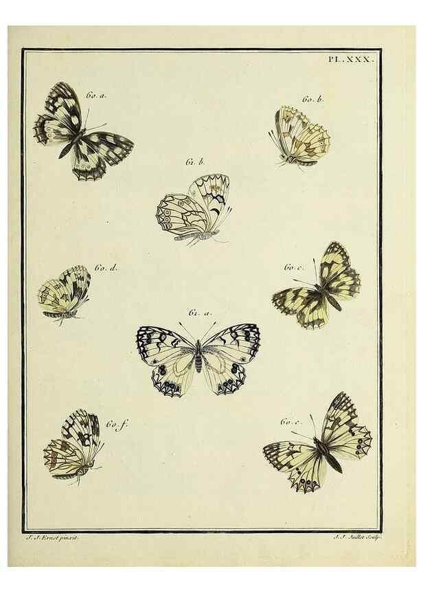 Reproducción/Reproduction 35863437765: Papillons d'Europe, peints d'après nature /. A Paris :Chez P.M. Delaguette, imprimeur-libraire ... ;1779-1792 [i.e. 1793]