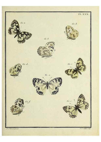 Reproducción/Reproduction 35863437765: Papillons d'Europe, peints d'après nature /. A Paris :Chez P.M. Delaguette, imprimeur-libraire ... ;1779-1792 [i.e. 1793]