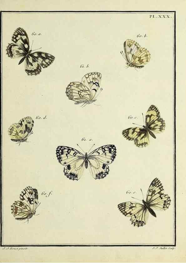 Reproducción/Reproduction 35863437765: Papillons d'Europe, peints d'après nature /. A Paris :Chez P.M. Delaguette, imprimeur-libraire ... ;1779-1792 [i.e. 1793]