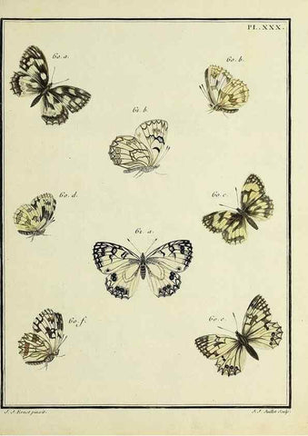 Reproducción/Reproduction 35863437765: Papillons d'Europe, peints d'après nature /. A Paris :Chez P.M. Delaguette, imprimeur-libraire ... ;1779-1792 [i.e. 1793]
