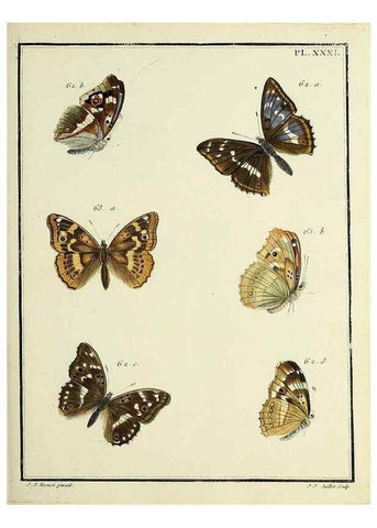 Reproducción/Reproduction 35863440415: Papillons d'Europe, peints d'après nature /. A Paris :Chez P.M. Delaguette, imprimeur-libraire ... ;1779-1792 [i.e. 1793]