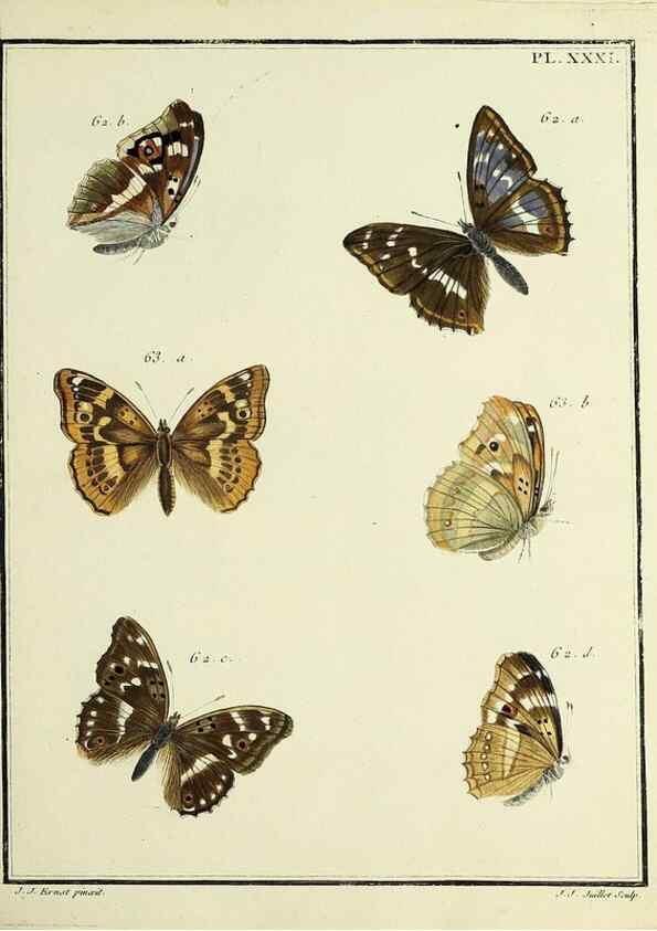 Reproducción/Reproduction 35863440415: Papillons d'Europe, peints d'après nature /. A Paris :Chez P.M. Delaguette, imprimeur-libraire ... ;1779-1792 [i.e. 1793]