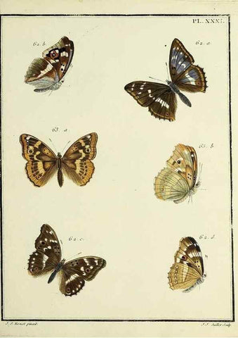 Reproducción/Reproduction 35863440415: Papillons d'Europe, peints d'après nature /. A Paris :Chez P.M. Delaguette, imprimeur-libraire ... ;1779-1792 [i.e. 1793]