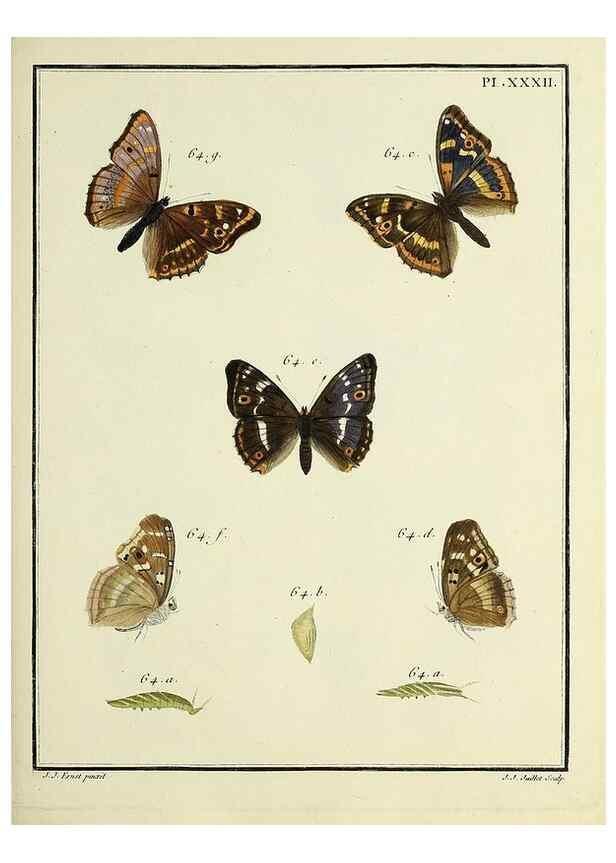 Reproducción/Reproduction 35475644640: Papillons d'Europe, peints d'après nature /. A Paris :Chez P.M. Delaguette, imprimeur-libraire ... ;1779-1792 [i.e. 1793]