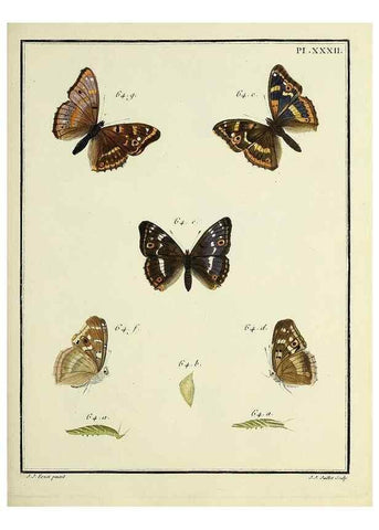 Reproducción/Reproduction 35475644640: Papillons d'Europe, peints d'après nature /. A Paris :Chez P.M. Delaguette, imprimeur-libraire ... ;1779-1792 [i.e. 1793]