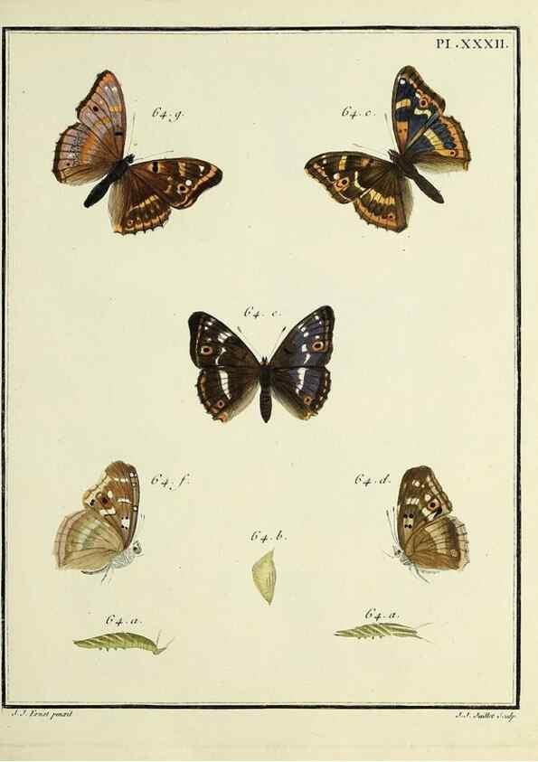 Reproducción/Reproduction 35475644640: Papillons d'Europe, peints d'après nature /. A Paris :Chez P.M. Delaguette, imprimeur-libraire ... ;1779-1792 [i.e. 1793]