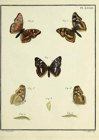 Reproducción/Reproduction 35475644640: Papillons d'Europe, peints d'après nature /. A Paris :Chez P.M. Delaguette, imprimeur-libraire ... ;1779-1792 [i.e. 1793]