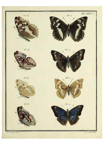 Reproducción/Reproduction 35475647210: Papillons d'Europe, peints d'après nature /. A Paris :Chez P.M. Delaguette, imprimeur-libraire ... ;1779-1792 [i.e. 1793]