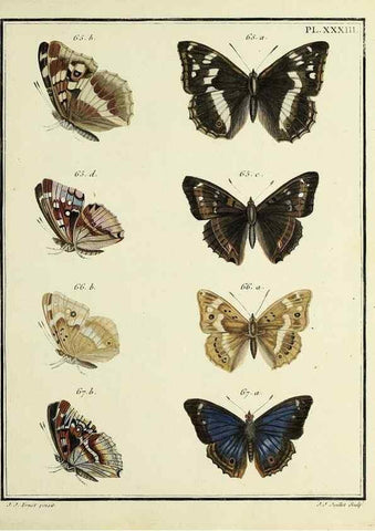 Reproducción/Reproduction 35475647210: Papillons d'Europe, peints d'après nature /. A Paris :Chez P.M. Delaguette, imprimeur-libraire ... ;1779-1792 [i.e. 1793]