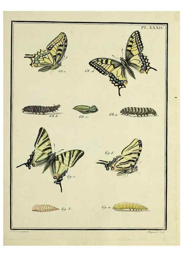 Reproducción/Reproduction 35822797586: Papillons d'Europe, peints d'après nature /. A Paris :Chez P.M. Delaguette, imprimeur-libraire ... ;1779-1792 [i.e. 1793]