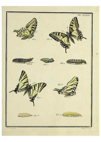 Reproducción/Reproduction 35822797586: Papillons d'Europe, peints d'après nature /. A Paris :Chez P.M. Delaguette, imprimeur-libraire ... ;1779-1792 [i.e. 1793]