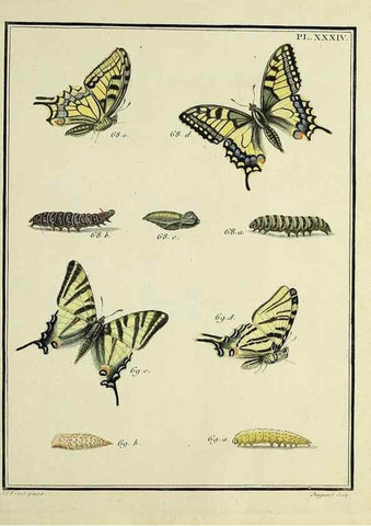 Reproducción/Reproduction 35822797586: Papillons d'Europe, peints d'après nature /. A Paris :Chez P.M. Delaguette, imprimeur-libraire ... ;1779-1792 [i.e. 1793]