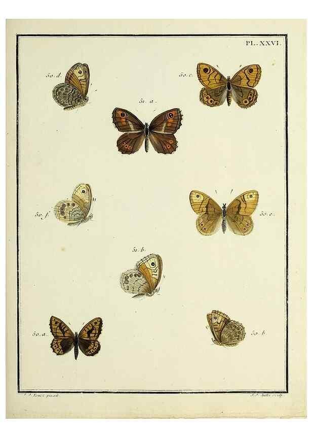 Reproducción/Reproduction 35054105843: Papillons d'Europe, peints d'après nature /. A Paris :Chez P.M. Delaguette, imprimeur-libraire ... ;1779-1792 [i.e. 1793]