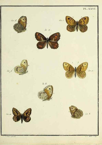 Reproducción/Reproduction 35054105843: Papillons d'Europe, peints d'après nature /. A Paris :Chez P.M. Delaguette, imprimeur-libraire ... ;1779-1792 [i.e. 1793]
