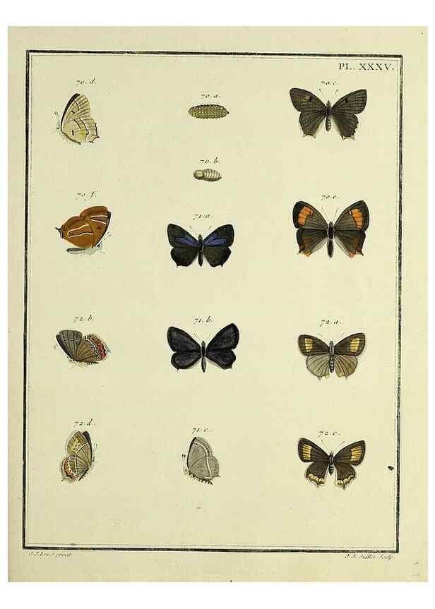 Reproducción/Reproduction 35822802376: Papillons d'Europe, peints d'après nature /. A Paris :Chez P.M. Delaguette, imprimeur-libraire ... ;1779-1792 [i.e. 1793]