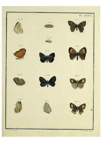 Reproducción/Reproduction 35822802376: Papillons d'Europe, peints d'après nature /. A Paris :Chez P.M. Delaguette, imprimeur-libraire ... ;1779-1792 [i.e. 1793]