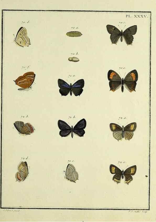 Reproducción/Reproduction 35822802376: Papillons d'Europe, peints d'après nature /. A Paris :Chez P.M. Delaguette, imprimeur-libraire ... ;1779-1792 [i.e. 1793]