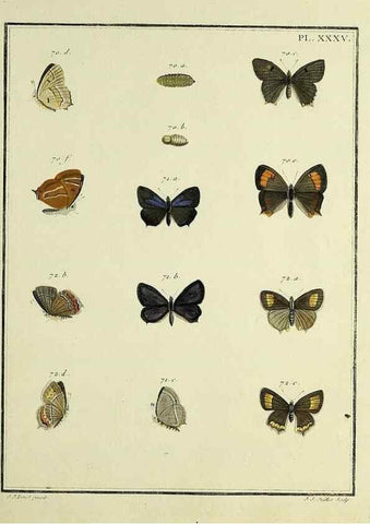 Reproducción/Reproduction 35822802376: Papillons d'Europe, peints d'après nature /. A Paris :Chez P.M. Delaguette, imprimeur-libraire ... ;1779-1792 [i.e. 1793]
