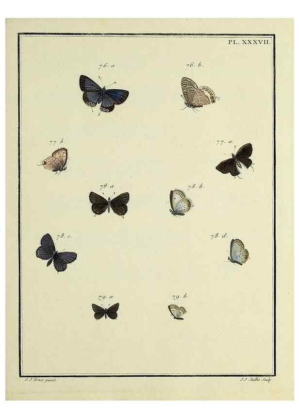 Reproducción/Reproduction 35822809166: Papillons d'Europe, peints d'après nature /. A Paris :Chez P.M. Delaguette, imprimeur-libraire ... ;1779-1792 [i.e. 1793]