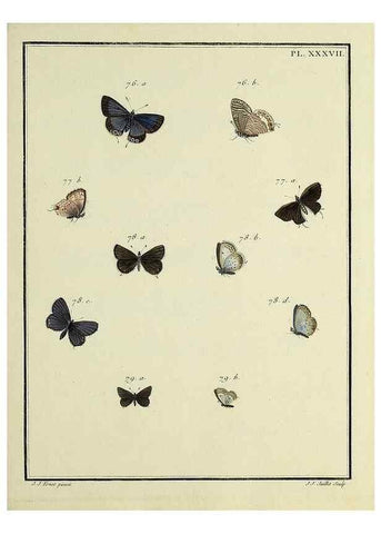 Reproducción/Reproduction 35822809166: Papillons d'Europe, peints d'après nature /. A Paris :Chez P.M. Delaguette, imprimeur-libraire ... ;1779-1792 [i.e. 1793]