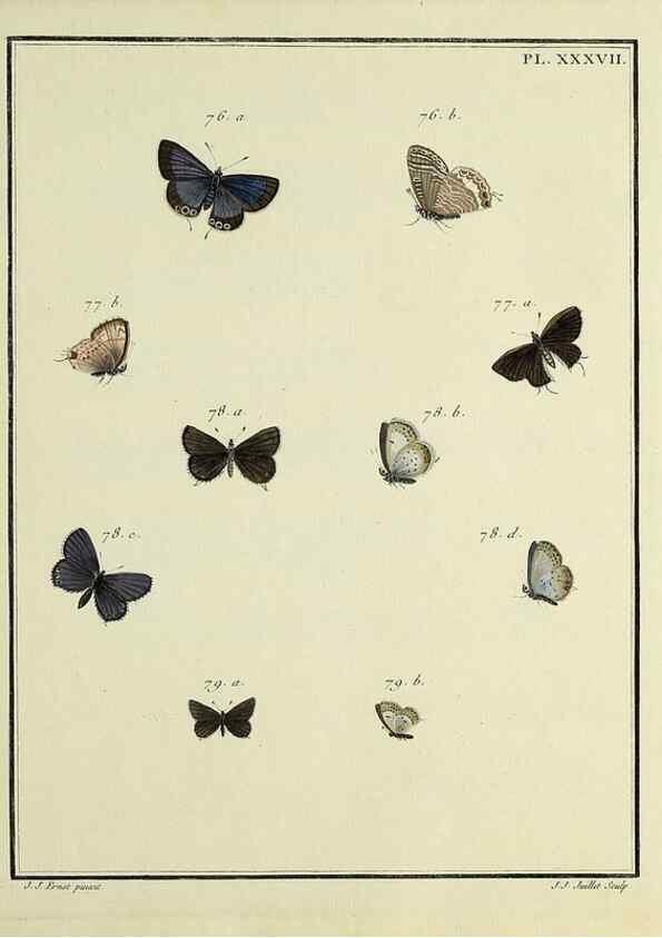 Reproducción/Reproduction 35822809166: Papillons d'Europe, peints d'après nature /. A Paris :Chez P.M. Delaguette, imprimeur-libraire ... ;1779-1792 [i.e. 1793]
