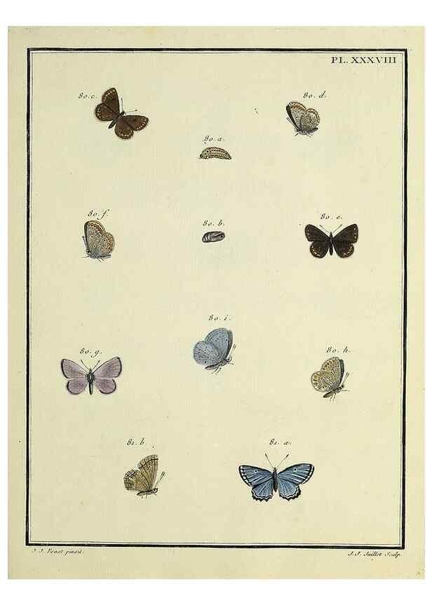 Reproducción/Reproduction 35023642254: Papillons d'Europe, peints d'après nature /. A Paris :Chez P.M. Delaguette, imprimeur-libraire ... ;1779-1792 [i.e. 1793]