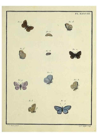 Reproducción/Reproduction 35023642254: Papillons d'Europe, peints d'après nature /. A Paris :Chez P.M. Delaguette, imprimeur-libraire ... ;1779-1792 [i.e. 1793]