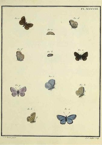 Reproducción/Reproduction 35023642254: Papillons d'Europe, peints d'après nature /. A Paris :Chez P.M. Delaguette, imprimeur-libraire ... ;1779-1792 [i.e. 1793]