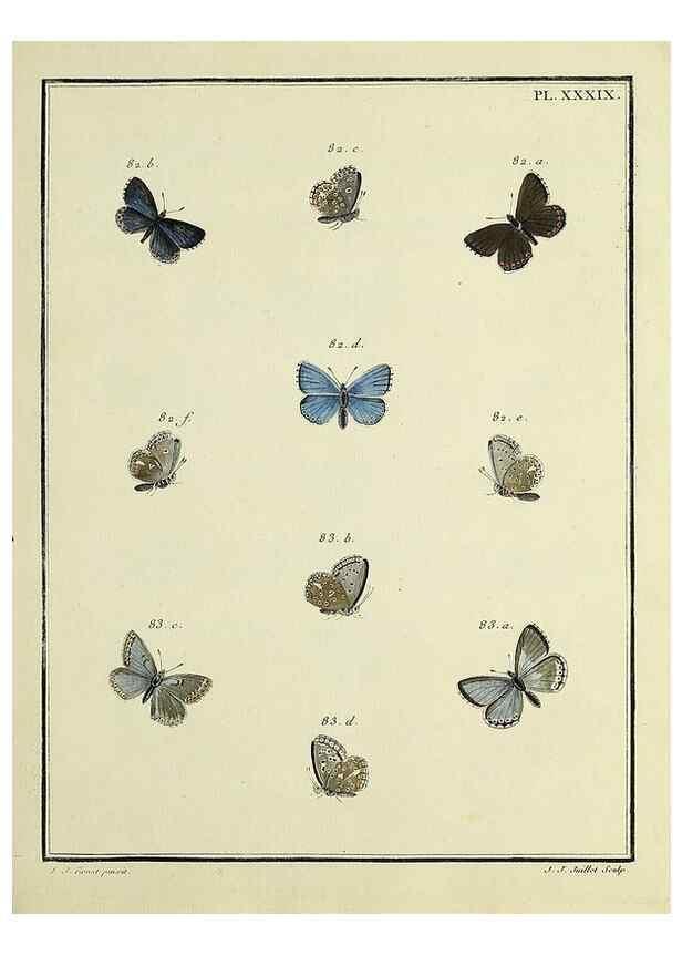 Reproducción/Reproduction 35475664330: Papillons d'Europe, peints d'après nature /. A Paris :Chez P.M. Delaguette, imprimeur-libraire ... ;1779-1792 [i.e. 1793]