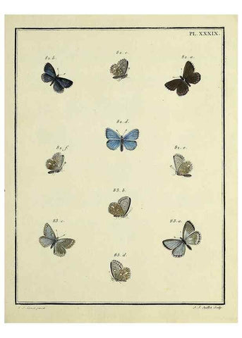 Reproducción/Reproduction 35475664330: Papillons d'Europe, peints d'après nature /. A Paris :Chez P.M. Delaguette, imprimeur-libraire ... ;1779-1792 [i.e. 1793]