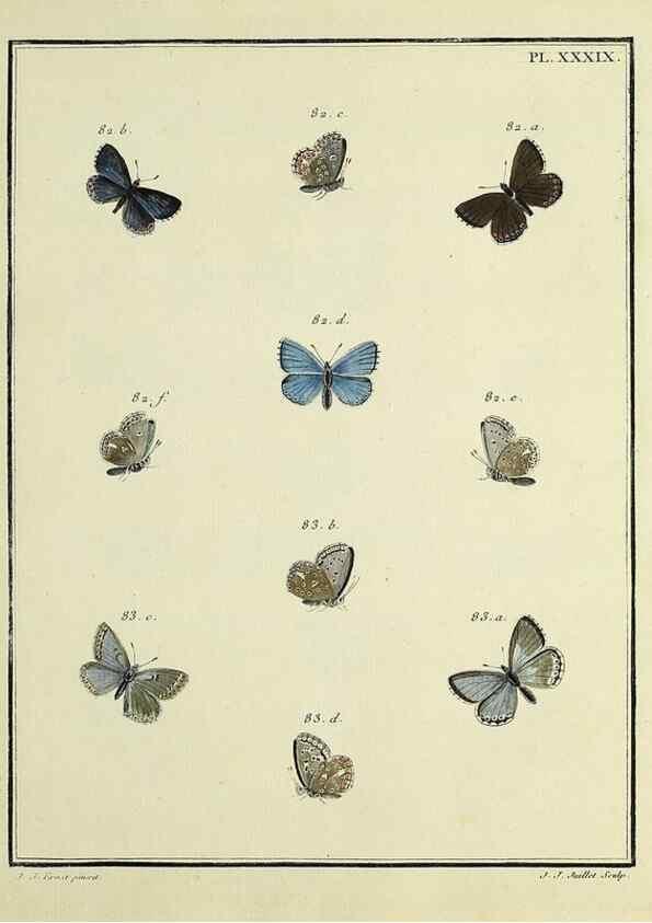Reproducción/Reproduction 35475664330: Papillons d'Europe, peints d'après nature /. A Paris :Chez P.M. Delaguette, imprimeur-libraire ... ;1779-1792 [i.e. 1793]