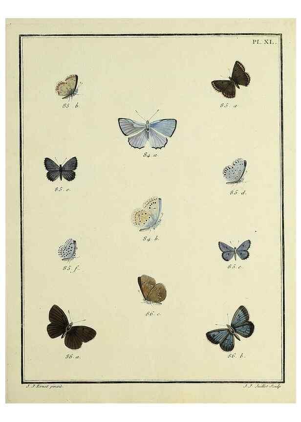 Reproducción/Reproduction 35023646494: Papillons d'Europe, peints d'après nature /. A Paris :Chez P.M. Delaguette, imprimeur-libraire ... ;1779-1792 [i.e. 1793]
