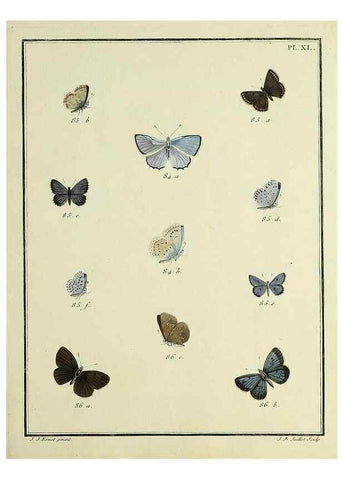 Reproducción/Reproduction 35023646494: Papillons d'Europe, peints d'après nature /. A Paris :Chez P.M. Delaguette, imprimeur-libraire ... ;1779-1792 [i.e. 1793]