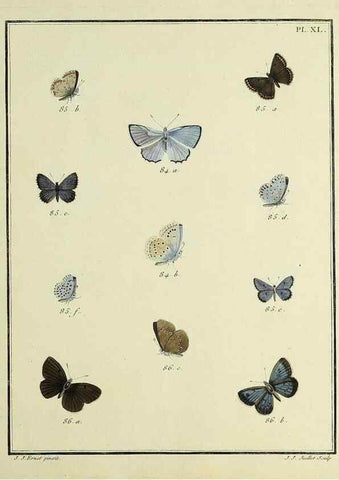 Reproducción/Reproduction 35023646494: Papillons d'Europe, peints d'après nature /. A Paris :Chez P.M. Delaguette, imprimeur-libraire ... ;1779-1792 [i.e. 1793]