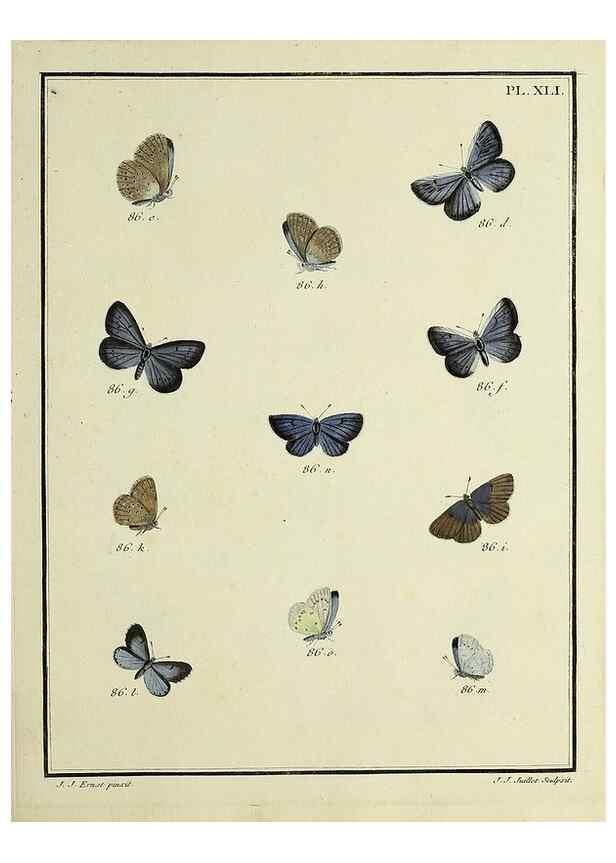 Reproducción/Reproduction 35822817526: Papillons d'Europe, peints d'après nature /. A Paris :Chez P.M. Delaguette, imprimeur-libraire ... ;1779-1792 [i.e. 1793]