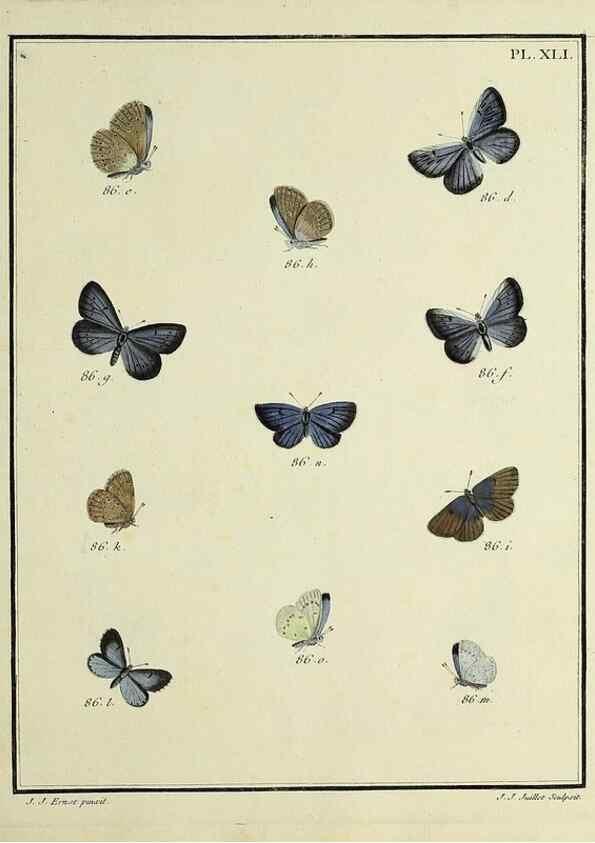 Reproducción/Reproduction 35822817526: Papillons d'Europe, peints d'après nature /. A Paris :Chez P.M. Delaguette, imprimeur-libraire ... ;1779-1792 [i.e. 1793]
